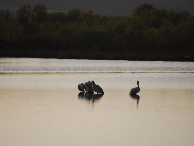 Birds